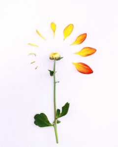 a close-up of a flower